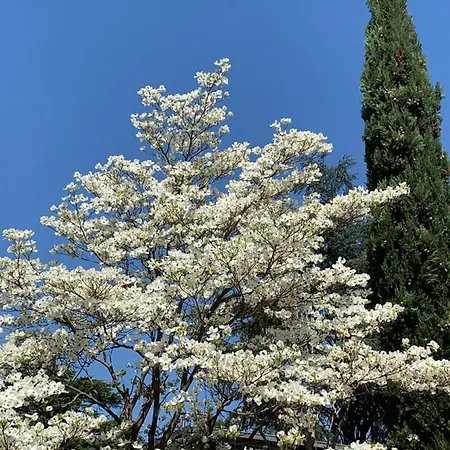 Zima Merano