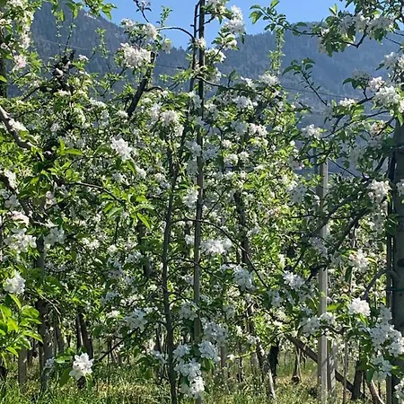 Zima Merano